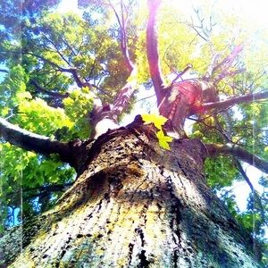 Meet your Posher, Damon